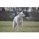 Nala, Weißer Schweizer Schäferhund - Hündin