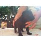 Nala, jack russel und Pudel - Hündin