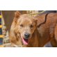 Nala, kinderliebe Familienhündin - Hündin