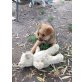 Nala, liebes hübsches Mischlingsmäderl Welpen - Hündin