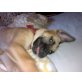 Nala, malinoi-mix - Hündin