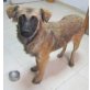Nala sucht ein kuscheliges Bett Welpen - Hündin