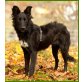 Nalala, Mudi-Mix - Hündin