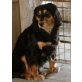 Namenlos - Nr. 14-11, Cocker Spaniel Mischling - Hündin