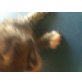 Namenslos, Europäische Kurzhaarkatze - Kater