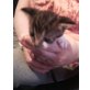Namenslos, Europäische Kurzhaarkatze - Katze