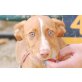 Nami, zuckersüß, Podenco Andaluz - Hündin