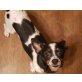 Nana, Chihuahua-Mix - Hündin