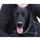 Nana, Labrador  Mix - Hündin
