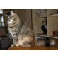 Nana, Maine Coon - Katze