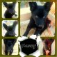 Nancy, Mix - Hündin