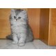 Nancy-Nelly, Perser - Katze