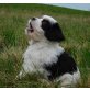 Nancy, Shih Tzu x Cavalier King Charles Spaniel Welpen - Hündin
