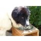 Nancy, sucht ihr Kuschelkörbchen - Hündin