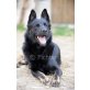 Nando, Schäferhund - Rüde