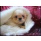 *Nando*, Shih Tzu Welpen - Rüde