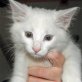Nando, weißer - Kater