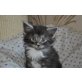 Nandoo, black smoke white mit Stammbaum, Maine Coon - Kater
