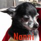 Nanni, Chihuahua - Hündin