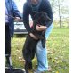 Nanni, Labrador-Border Collie Mix Mädchen - Hündin