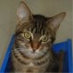 Nano, Europäische Kurzhaarkatze - Kater
