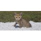 Nano  die Kleine, Hauskatze - Katze