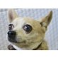 Nano und  Coco, Chihuahua Mix - Rüde