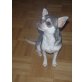 Nanook, Chihuahua kurzhaariger Schlag Welpen - Rüde