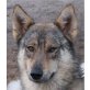 Nanook, Wolfshund - Hündin