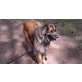 Nanuk, Leonberger - Hündin
