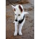 Nanuk, Schäferhund - Rüde