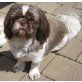 Nanuk, Shih Tzu - Rüde