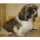 Nanuk, Shih Tzu - Rüde