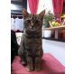 Naomi, Hauskatze - Katze