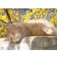 Naomi, Maine Coon - Katze