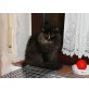 Naomi, Perser mit Nase - Katze