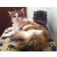 Naomi,  - wunderschöne kastrierte Langhaar-Mamakatze - Katze