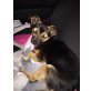 Napoleon , Herziger Chihuahua/jackrusselmibub abzugeben! - Rüde