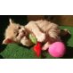 Napoleon, Maine Coon - Kater