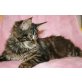 Napony und Minou, Maine Coon - Katze