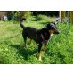 Naposchka, sucht neues Herrchen - Hündin