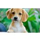 Nara, Labrador/Dackel? Mix  Welpen - Hündin