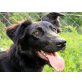 Nara, liebt Menschen und Hundekumpels - Hündin