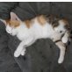 Naranjita, Tricolor, Glückskatze - Katze
