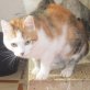 Naranjita, süße Tricolor-Glückskatze - Katze