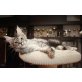 Narnia, Maine Coon - Katze