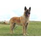 Nash, Malinois-Mischling - Rüde