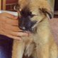 Nashville, Schäferhund-Mix Welpen - Rüde