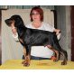 Nasir Nolan z Helftýna, Dobermann Welpen - Rüde