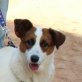Nata, Beagle Terrier Mix - Hündin
